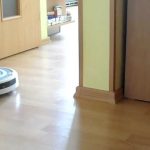 Are Cats Afraid Of Roomba?