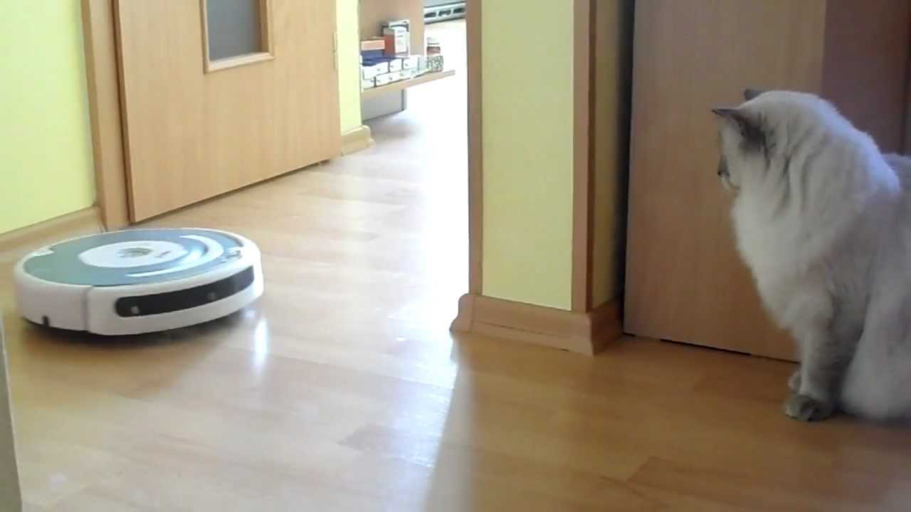 Are Cats Afraid Of Roomba?