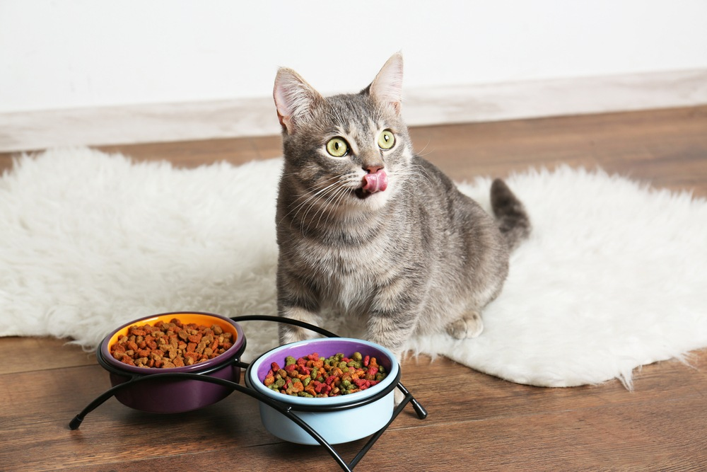 Can Cats Eat Baked Beans