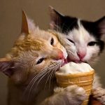 Can Cats Eat Mint Ice Cream