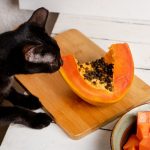 Can Cats Eat Papaya?