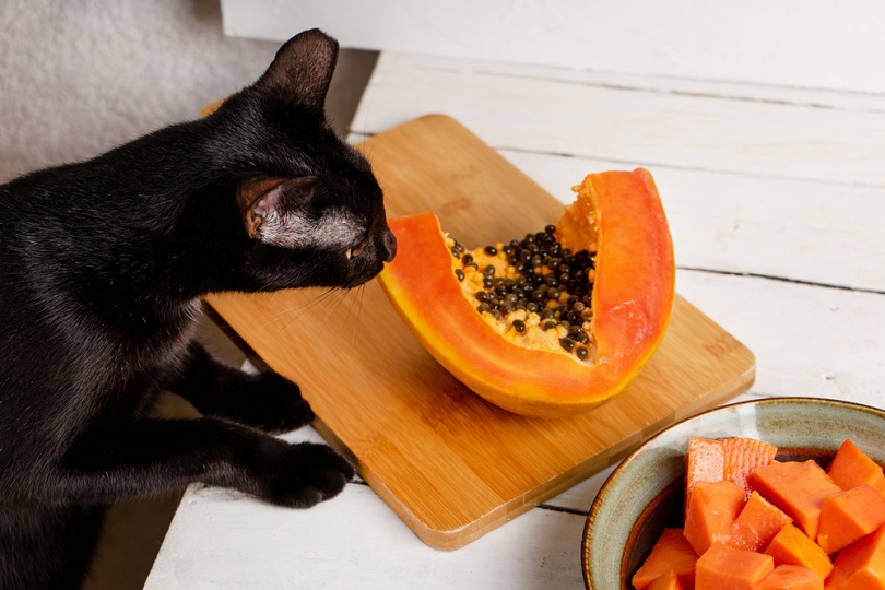 Can Cats Eat Papaya?