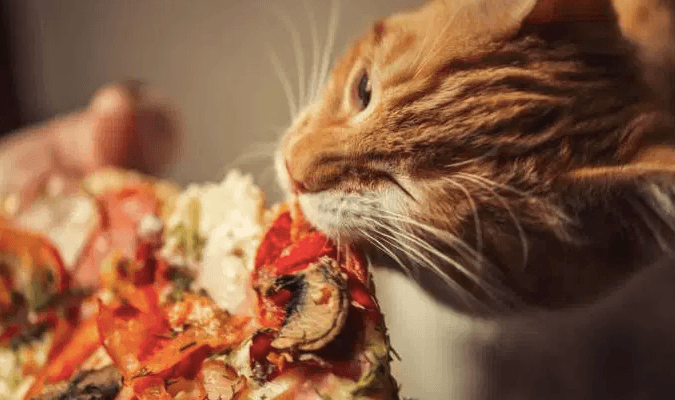 Can Cats Eat Pepperoni?