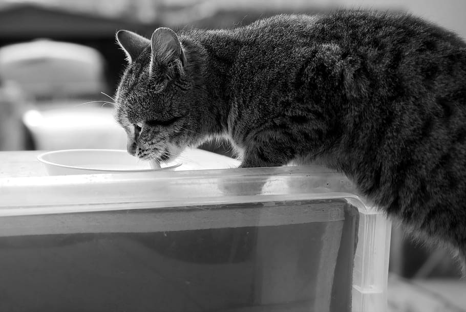 Can Cats Eat Ranch Dressing?