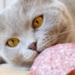Can Cats Eat Salami?