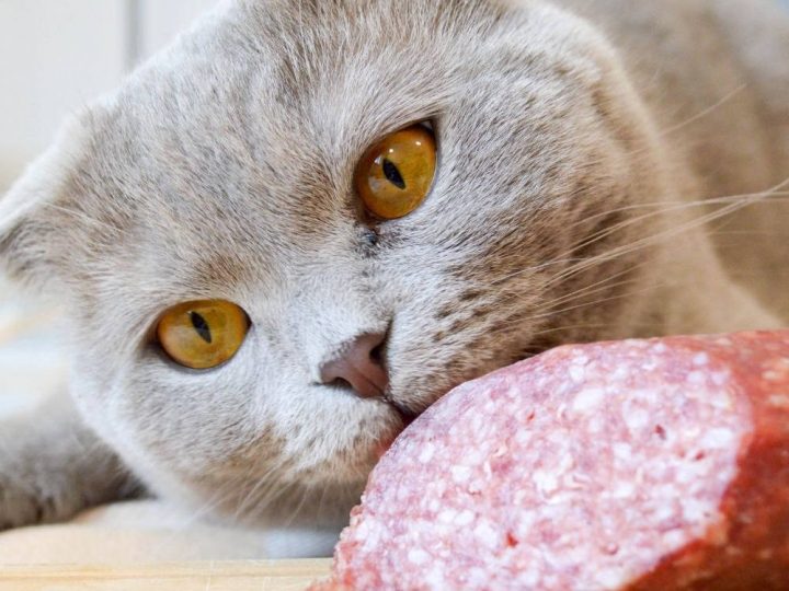 Can Cats Eat Salami?