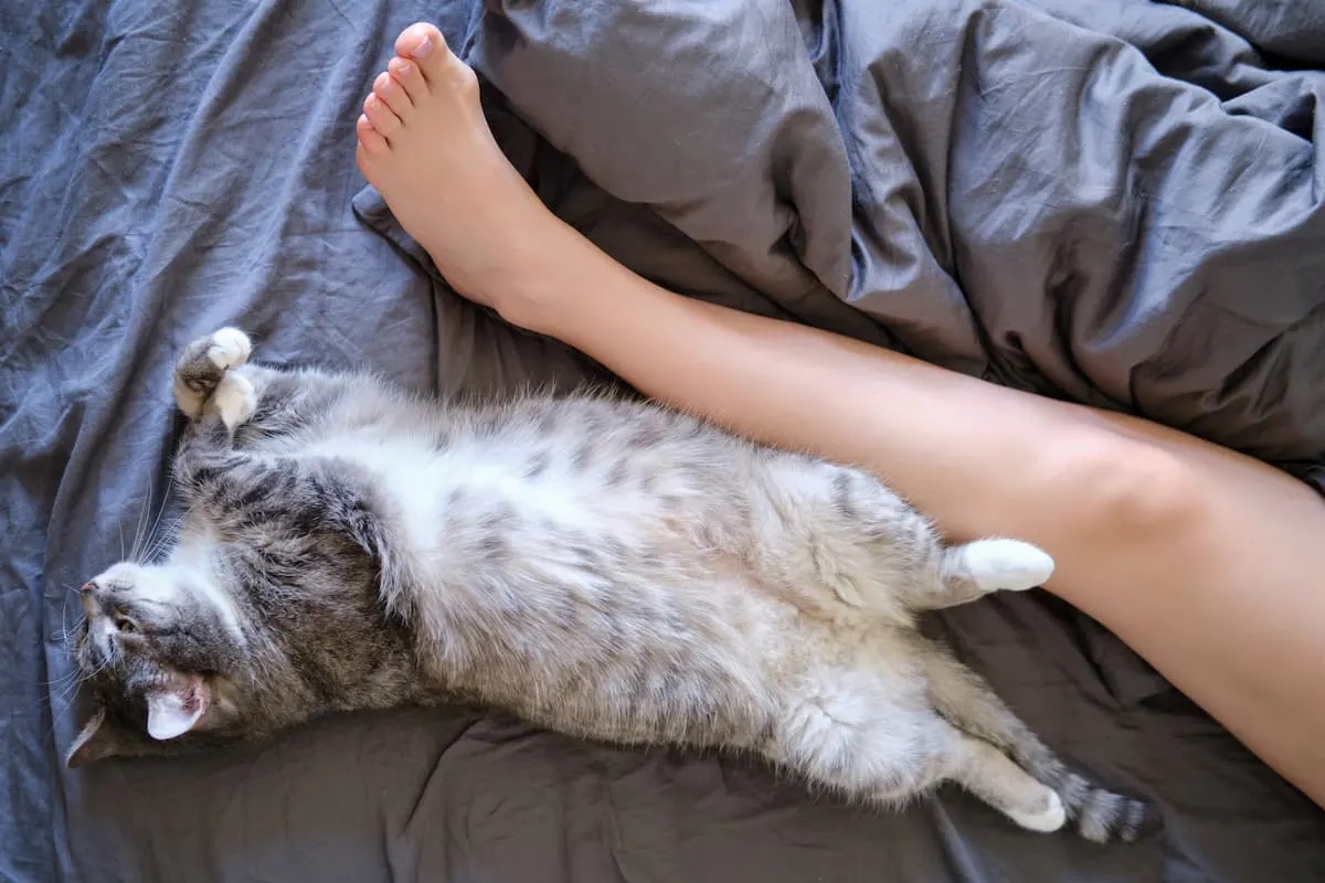 Why Do Cats Sleep Between Your Legs