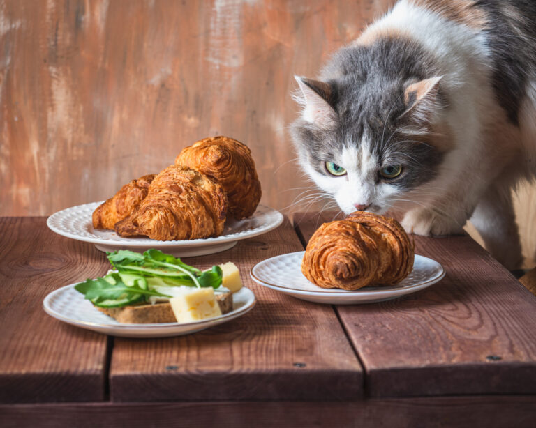 Are Croissants Good For Cats To Eat?