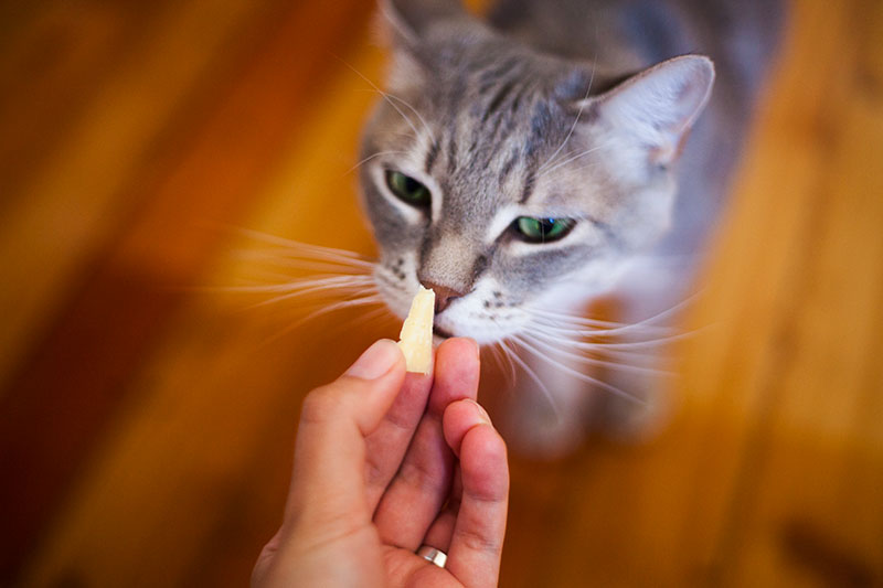 Can Cats Eat American Cheese?