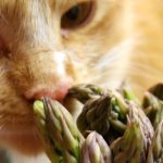 Can Cats Eat Asparagus?