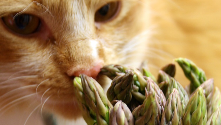 Can Cats Eat Asparagus?