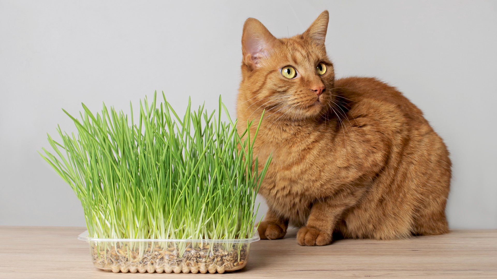 Can Cats Eat Catmint