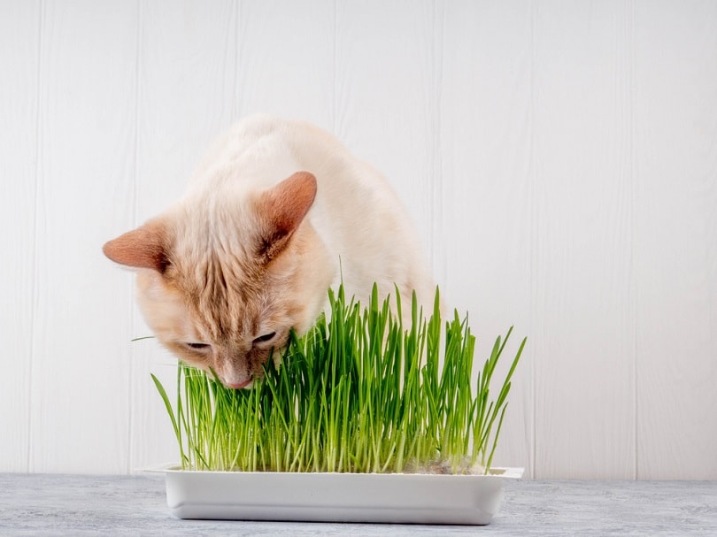 Can Cats Eat Chia Grass?