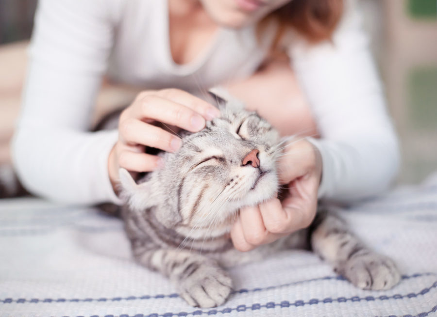 Can Cats Eat Chia Seeds?
