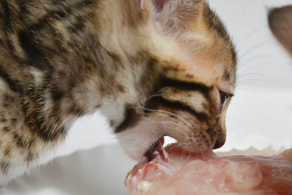 Can Cats Eat Chicken Breast 2022