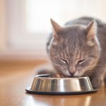 Can Cats Eat Cold Food?