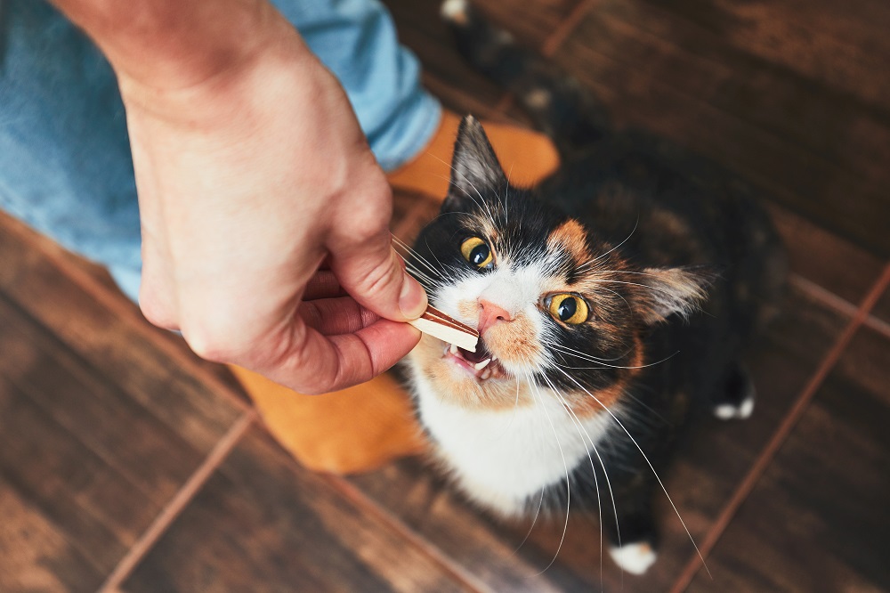 Can Cats Eat Crab Meat