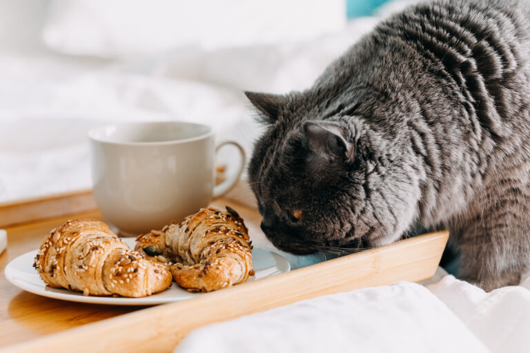 Can Cats Eat Croissants?
