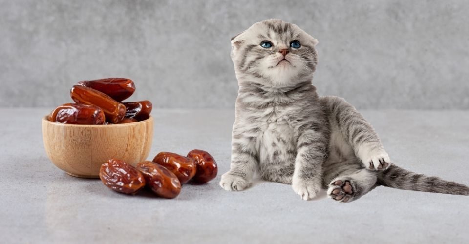 Can Cats Eat Dates?