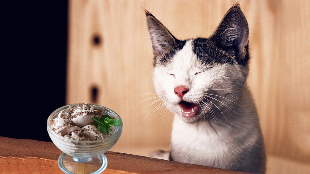 Can Cats Eat Dog Ice Cream?
