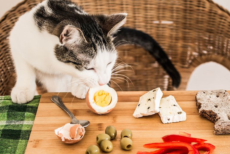 Can Cats Eat Egg Whites?