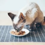 Can Cats Eat Gravy?