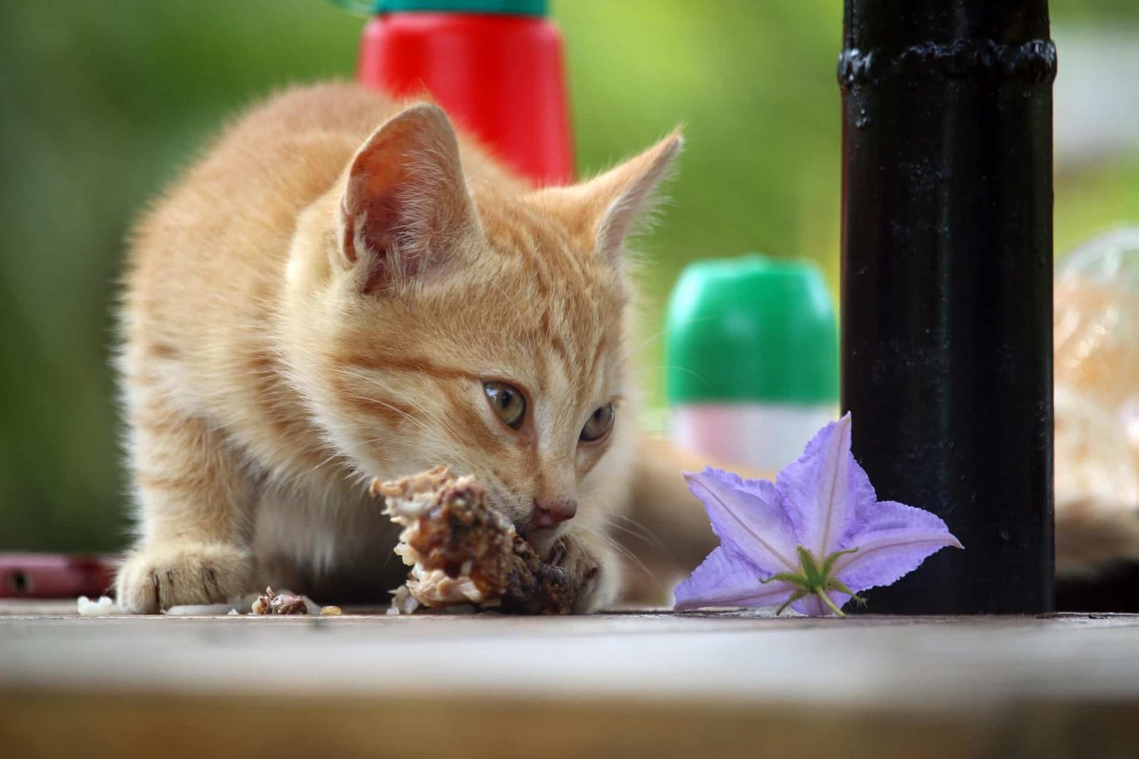 Can Cats Eat Haddock?