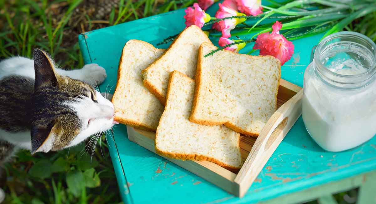 Can Cats Eat Hawaiian Bread?