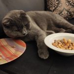 Can Cats Eat Macadamia Nuts?