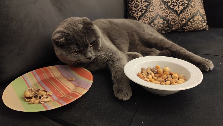 Can Cats Eat Macadamia Nuts?