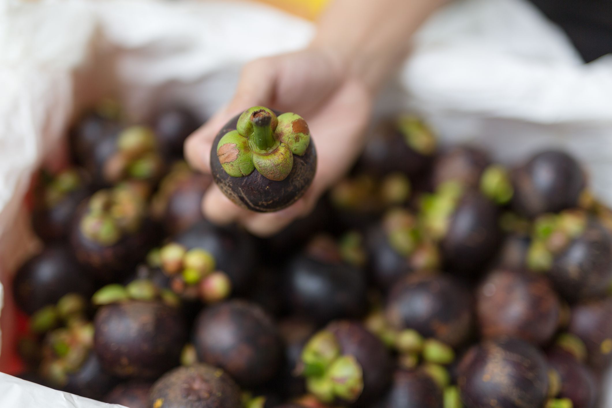 Can Cats Eat Mangosteen?