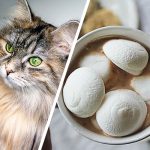 Can Cats Eat Marshmallows?
