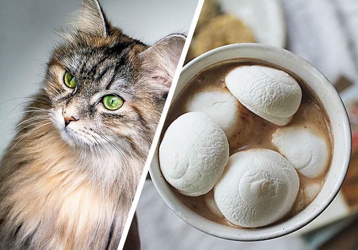 Can Cats Eat Marshmallows?