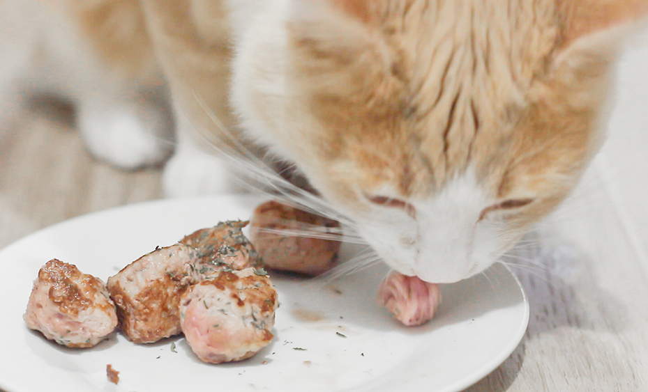 Can Cats Eat Meatballs