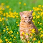 Can cats eat Dandelions?