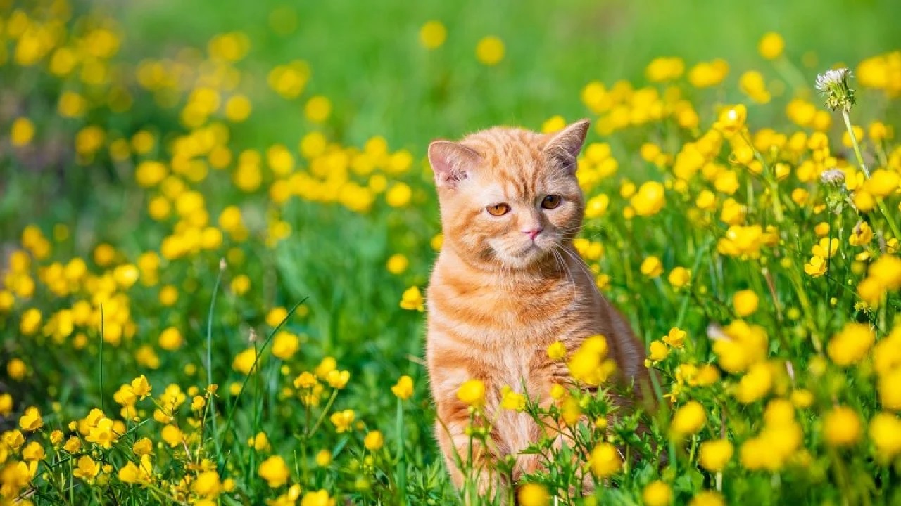 Can cats eat Dandelions?