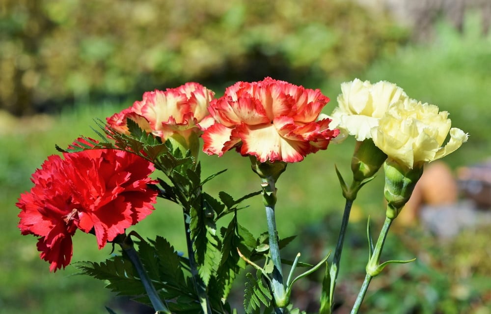 Are Carnations Toxic To Cats?