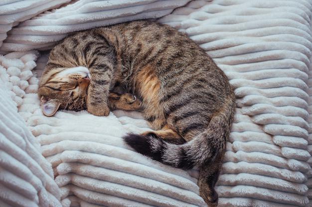 Are Glade Plug Ins Safe For Cats?