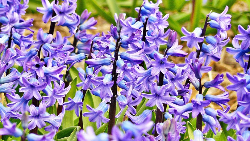 Are Hyacinths Poisonous To Cats?