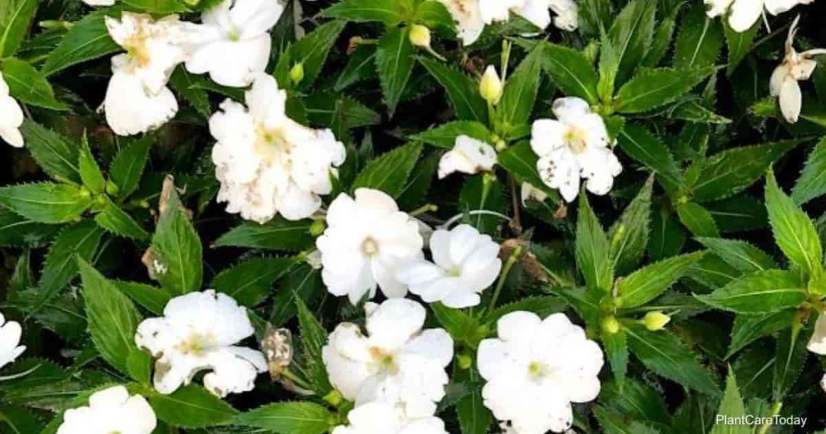 Are Impatiens Poisonous To Cats?