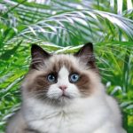 Are Palms Toxic To Cats?