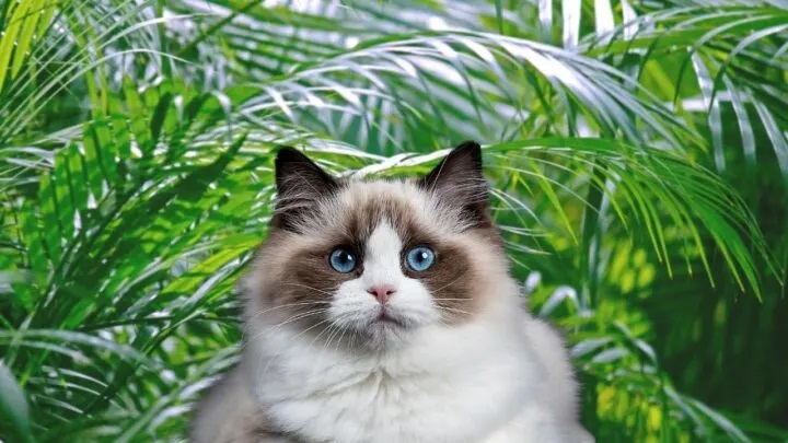 Are Palms Toxic To Cats?