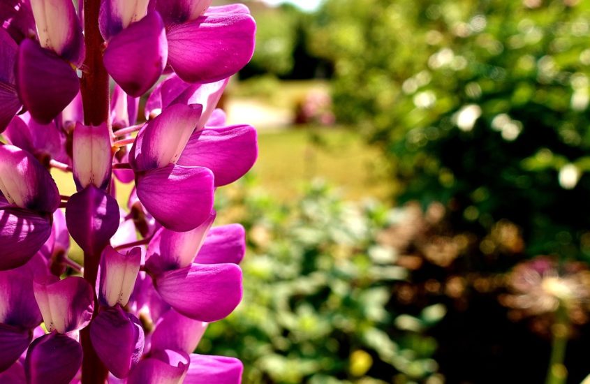 Are Snapdragons Poisonous To Cats