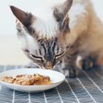 Can Canned Cat Food Be Left In A Hot Car