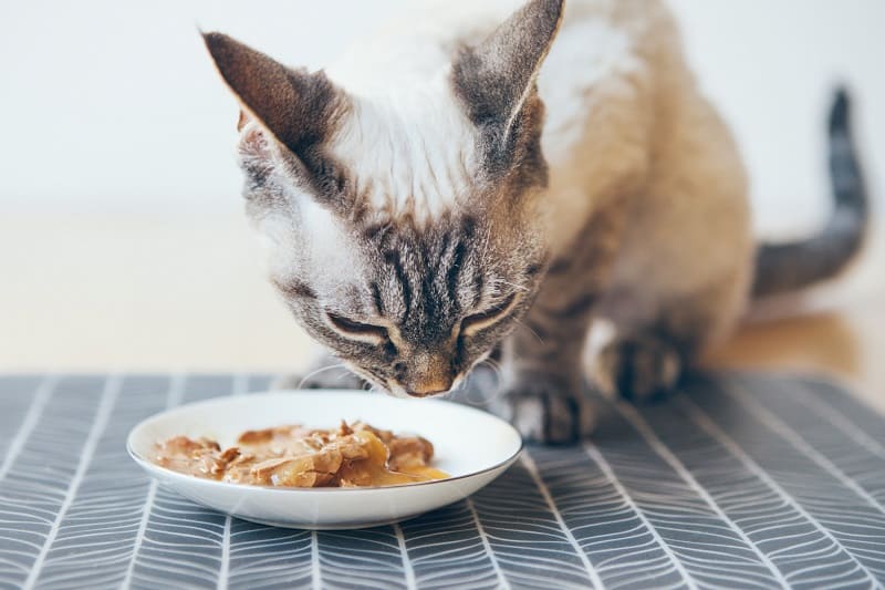 Can Canned Cat Food Be Left In A Hot Car