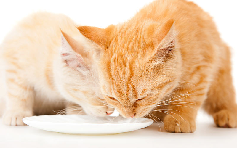 Can Cats Drink Evaporated Milk?