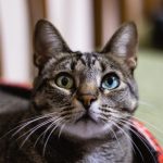 Can Cats Eat Banana Peppers?