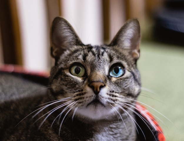 Can Cats Eat Banana Peppers?