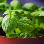 Can Cats Eat Basil?