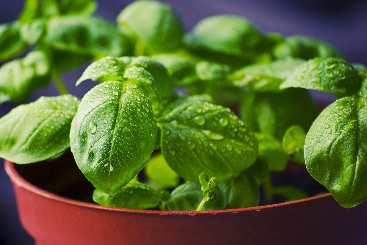 Can Cats Eat Basil?
